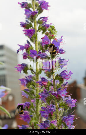 Bumblebee (Bombus sp) su vipere bugloss (Echium vulgare) cresciuto sul tetto di Manchester Art Gallery di attrarre insetti impollinatori, Manchester, Inghilterra, Regno Unito. Giugno 2014. Foto Stock