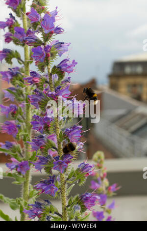 Bumblebee (Bombus sp) su vipere bugloss (Echium vulgare) cresciuto sul tetto di Manchester Art Gallery di attrarre insetti impollinatori, Manchester, Inghilterra, Regno Unito. Giugno 2014. Foto Stock