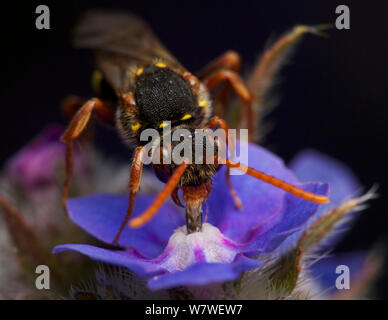 Marsham Il Nomad Bee (Nomada marshamella) alimentazione sul dimenticare-me-non nettare, nel giardino urbano, Bristol, Regno Unito, Giugno. Foto Stock