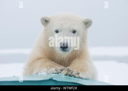 Orso polare (Ursus maritimus) ritratto di un yearling lungo Bernard allo spiedo, un isola barriera, durante l'autunno freeze up lungo l'Artico orientale costa di Alaska, Beaufort Sea, Settembre Foto Stock