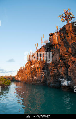 Rupe basaltica confinanti con Puerto Ayora Harbour, Academy Bay, Isola di Santa Cruz, Isole Galapagos, Giugno 2009. Foto Stock