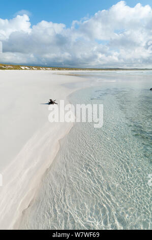 Iguana marina (Amblyrhynchus cristatus) grande maschio migrando verso zone di riproduzione all'inizio della stagione calda. Tortuga Bay, Isola di Santa Cruz, Galapagos. Foto Stock