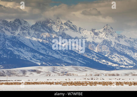 Processione di migrazione Elk (Cervus elaphus) e (Bison bison bison) attraverso il National Elk Refuge, Wyoming negli Stati Uniti, febbraio. Foto Stock