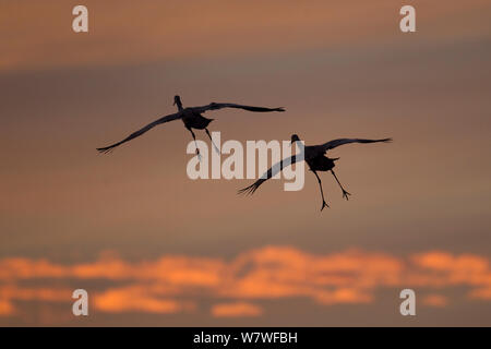 Sandhill gru (Grus canadensis) volare a roost al crepuscolo, Bosque del Apache, Nuovo Messico, USA, dicembre. Foto Stock