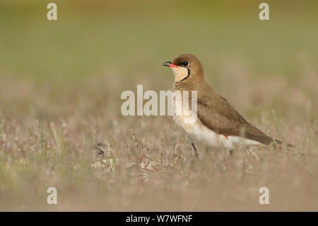 Comune (Pratincole Glareola pratincola) tra il sale vegetazione palustre, in prossimità del Delta del Danubio e le lagune costiere. Vadu, Romania, Maggio. Foto Stock