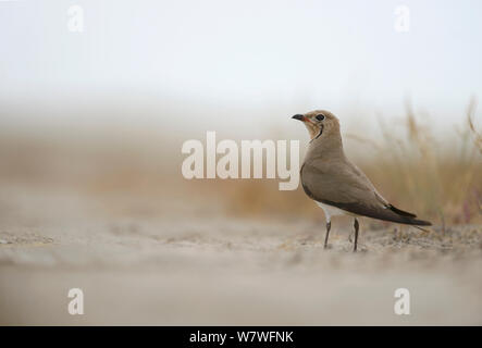 Comune (Pratincole Glareola pratincola) tra il sale vegetazione palustre, in prossimità del Delta del Danubio e le lagune costiere. Vadu, Romania, Giugno. Foto Stock