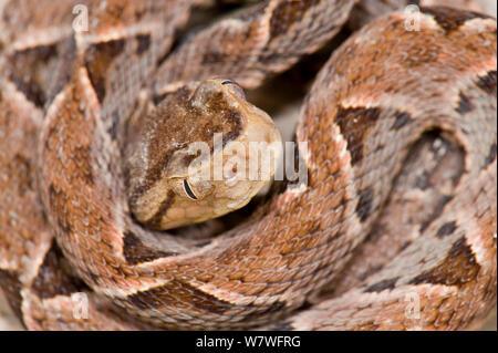 Lancia con testa di vipera (Bothrops asper), capretti, Costa Rica, captive. Foto Stock
