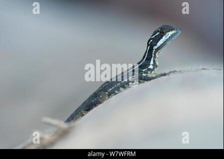 Striped basilisco (Basiliscus vittatus), capretti, Parco Nazionale di Corcovado, Costa Rica. Foto Stock