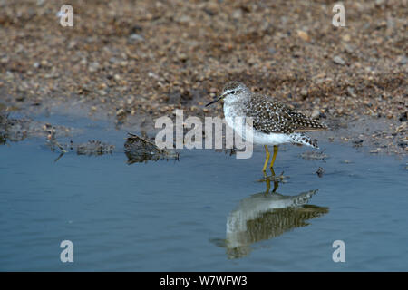 Marsh sandpiper (Tringa stagnatilis) in piedi in acqua poco profonda, Nakuru, Kenya, Ottobre. Foto Stock