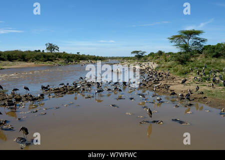 Marabou cicogne (Leptoptilos crumeniferus) Gnu che assorbe le carcasse nel fiume, dopo la migrazione, Samburu, Kenya, Ottobre. Foto Stock