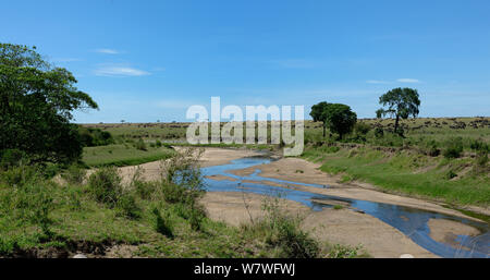 Ewaso Ngiro River con lontane Blue GNU (Connochaetes taurinus) pascolo del bestiame, Samburu riserva nazionale, Kenya, ottobre 2013. Foto Stock