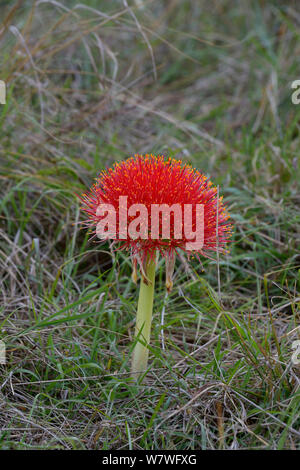 La palla di fuoco lily (Scadoxus multiflorus) in fiore, Kenya,Ottobre. Foto Stock