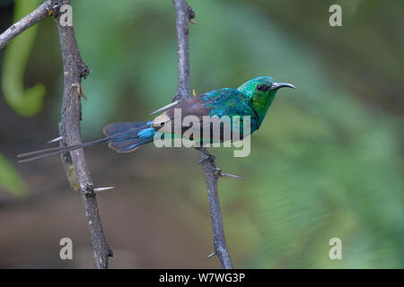 Bella maschio sunbird (cinnyris pulchellus) su un ramo, Lake Baringo, Kenya, Ottobre. Foto Stock