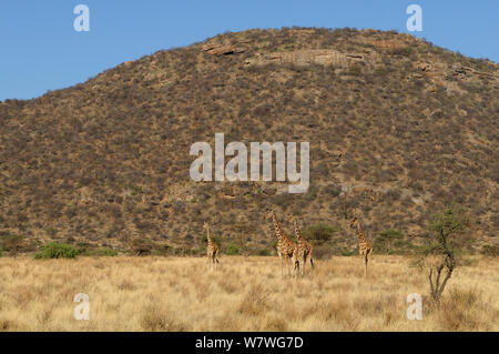 Quattro le giraffe reticolate (Giraffa camelopardis reticulata) nella prateria, Samburu,Kenya, ottobre 2013. Foto Stock