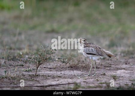 Eurasian pietra (curlew Burhinus oedicnemus) sul suolo, il Masai Mara, Kenya, Ottobre. Foto Stock