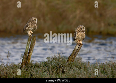 Due brevi eared owls (asio flammeus) arroccato su pali, Breton Marsh, Francia, febbraio. Foto Stock