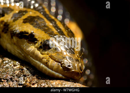 Dark-spotted Anaconda (Eunectes descheuenseei) Guiana francese. Foto Stock