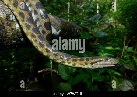 Dark-spotted Anaconda (Eunectes descheuenseei) Guiana francese. Foto Stock