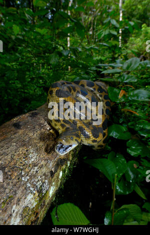 Dark-spotted Anaconda (Eunectes descheuenseei) Guiana francese. Foto Stock