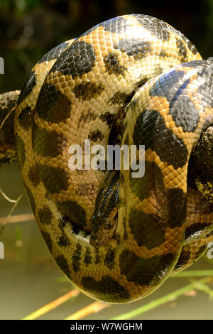 Dark-spotted Anaconda (Eunectes descheuenseei) Guiana francese. Foto Stock