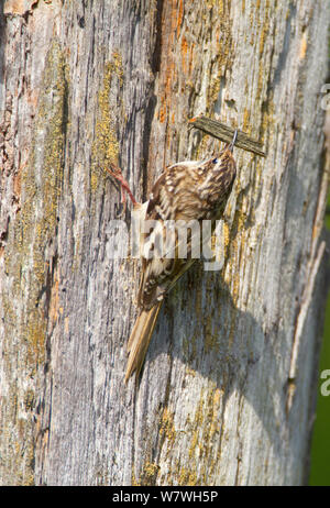 American / Marrone superriduttore (Certhia americana) sul tronco di albero con frammento di corteccia nel becco, utilizzato come materiale di nido, New York, USA, Giugno. Foto Stock