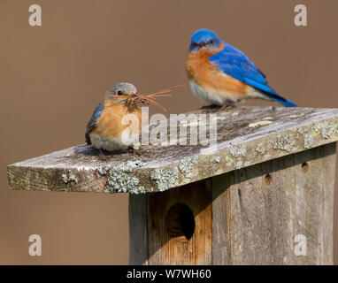 Orientale (bluebird Sialia sialis) coppia sulla scatola di nido tetto, femmina che trasportano materiale nest (principalmente gli aghi di pino) New York, USA, aprile. Foto Stock