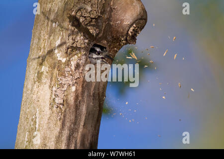 Maschio picchio roverella (Picoides pubescens) scavare cavità nido, tossing trucioli di legno al di fuori del foro di nido nel tronco di albero, Lansing, New York, USA, maggio. Foto Stock