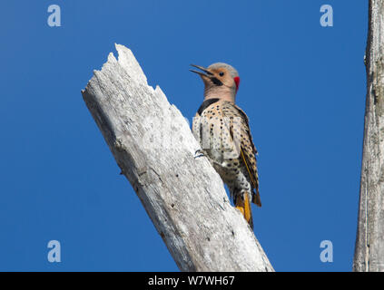 Maschio sfarfallio del Nord (Colaptes auratus) giallo-scopare forma, chiamando dall'albero dove il suo nido foro si trova a New York, USA, maggio. Foto Stock