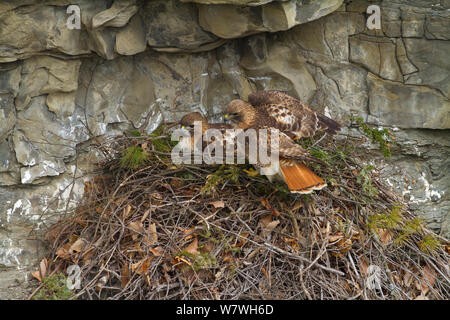 Red tailed hawk (Buteo jamaicensis) Coppia a nido sulla scogliera, New York, USA, Marzo. Foto Stock