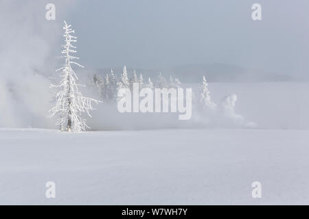 Il gelo e la neve alberi coperti con il vapore che sale da una funzione geotermica, West Thumb Gerser bacino, il Parco Nazionale di Yellowstone, Wyoming negli Stati Uniti, febbraio 2014. Foto Stock