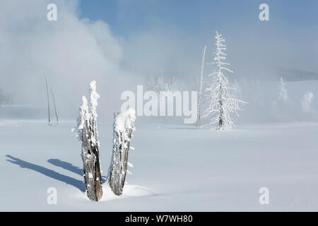 Il gelo e la neve alberi coperti con vapore passando da funzione geotermica, West Thumb Gerser bacino, il Parco Nazionale di Yellowstone, Wyoming negli Stati Uniti, febbraio 2014. Foto Stock