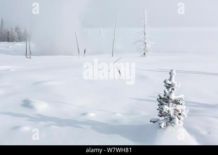 Il gelo e la neve alberi coperti con vapore passando da funzione geotermica, West Thumb Geyser Basin, il Parco Nazionale di Yellowstone, Wyoming negli Stati Uniti, febbraio 2014. Foto Stock