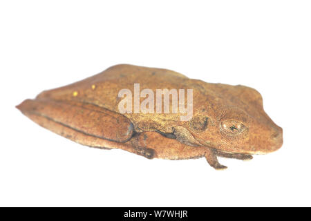 Mappa treefrog (Hypsiboas geographicus) prese contro uno sfondo bianco, Bolivia. Foto Stock