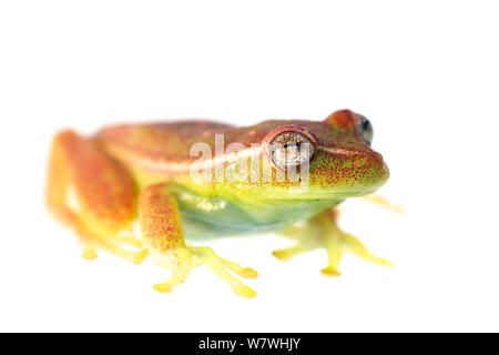 Polka Dot treefrog (Hypsiboas punctatus) prese contro uno sfondo bianco, Bolivia. Foto Stock