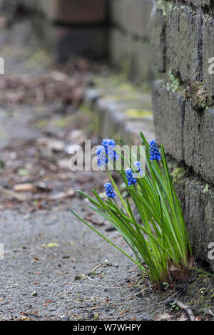 Naturalizzato uva giacinti (Muscari sp.) che cresce in un ambiente urbano, Sheffield, Marzo. Foto Stock