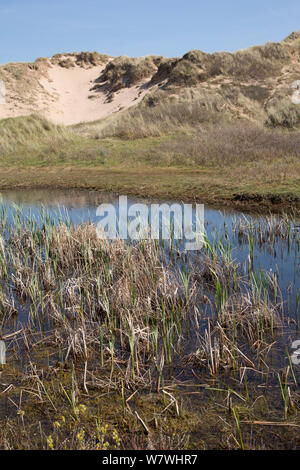 Gioco di dune, Ainsdale Riserva Naturale, Merseyside. Habitat di natterjack rospo e varie specie di invertebrati. Aprile 2014. Foto Stock