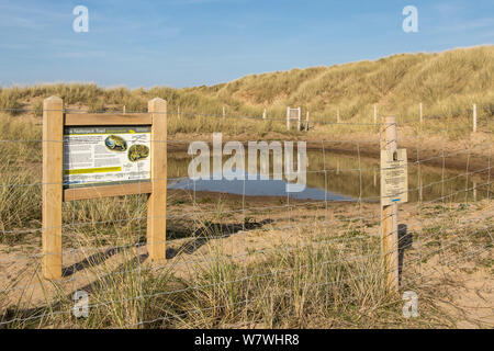 Natterjack toad (Epidalea calamita) allevamento stagno con informazioni segno, Ainsdale Riserva Naturale, Merseyside, Regno Unito. Aprile 2014. Foto Stock