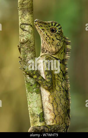 Borneo forest dragon (Gonocephalus borneensis) ramo di arrampicata, Danum Valley, Sabah Borneo. Foto Stock