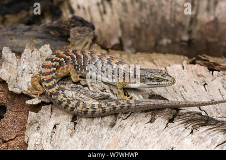 Southern Alligator Lizard (Gerrhonotus multicarinatus) nella figliata di foglia, San Jose, California, USA, maggio. Foto Stock