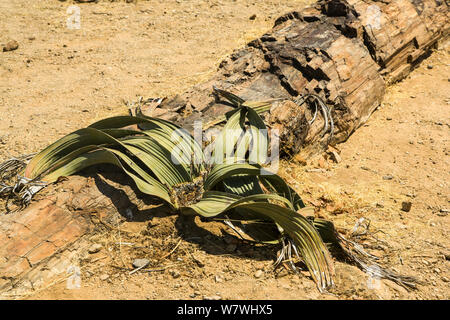 Welwitschia (Welwitschia mirabilis) crescente tra alberi fossili nella foresta pietrificata, Namibia. Foto Stock