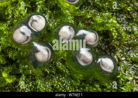 Lo sviluppo di uova di Rana di muschio (Theloderma corticale) prevista al di fuori dell'acqua su MOSS, captive dal Vietnam del Nord. Foto Stock