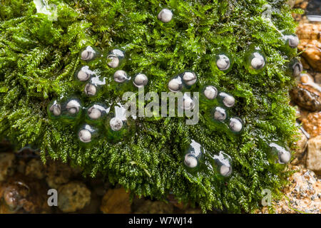 Lo sviluppo di uova di Rana di muschio (Theloderma corticale) prevista al di fuori dell'acqua su MOSS, captive dal Vietnam del Nord. Foto Stock