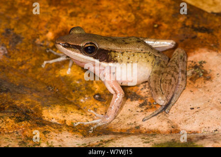 Nord del torrente Rana (orphnocnemis Meristogenys) Danum Valley, Sabah Borneo. Foto Stock