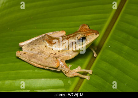 Dark-eared Raganella (Polypedates macrotis) Danum Valley, Sabah Borneo. Foto Stock