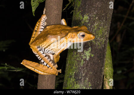 File-eared Treefrog (Polypedates otilophus) Danum Valley, Sabah Borneo. Foto Stock