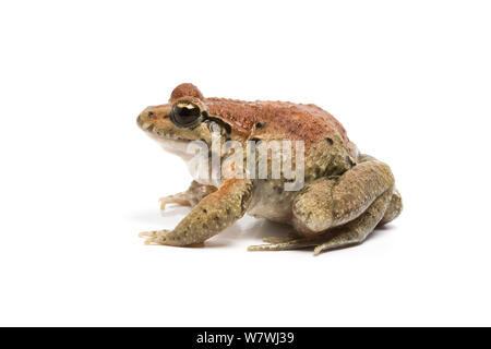 Dipinto di rana (Discoglossus pictus) prese contro uno sfondo bianco, captive dalla Spagna. Foto Stock