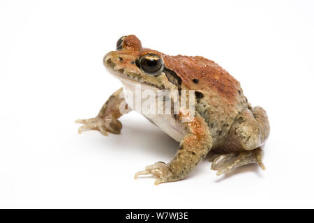 Dipinto di rana (Discoglossus pictus) prese contro uno sfondo bianco, captive dalla Spagna. Foto Stock