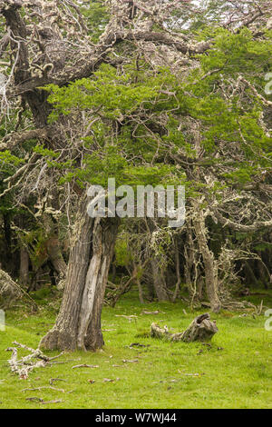 Lenga (Nothofagus pumilio) foresta, Rio Serrano, nel Cile meridionale Foto Stock