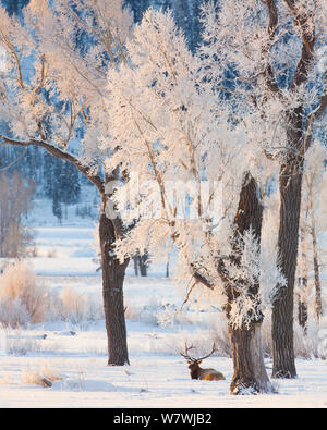 Un grande bull Elk (Cervus canadensis) in appoggio sotto il pupazzo di neve pioppi neri americani alberi nella Lamar Valley, il Parco Nazionale di Yellowstone, Wyoming negli Stati Uniti. Punto panoramico di 2 immagini. Foto Stock