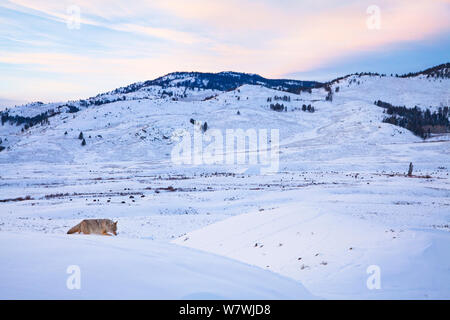 Un coyote (Canis latrans) caccia nella neve, Lamar Valley, il Parco Nazionale di Yellowstone, Wyoming negli Stati Uniti. Dicembre. Foto Stock